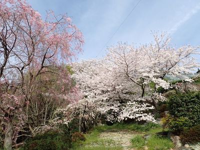 花の奥山高原 6枚目