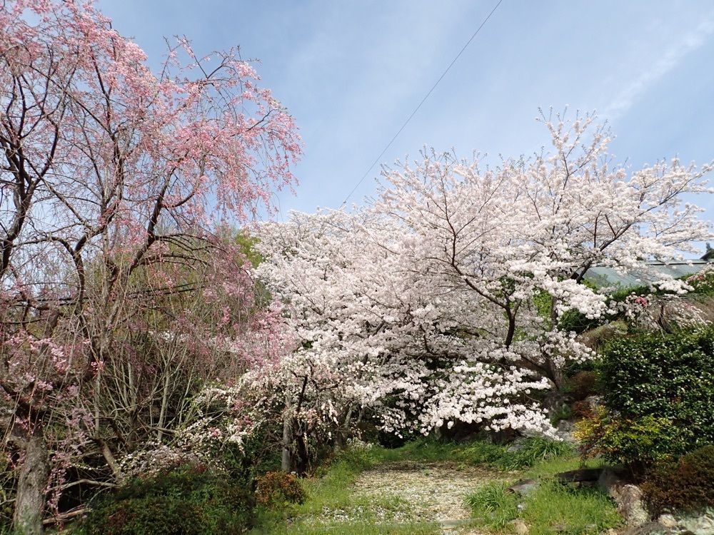 Howl Monさんが投稿した花の奥山高原に関する口コミの画像