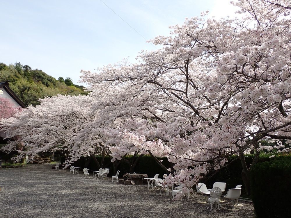 Howl Monさんが投稿した花の奥山高原に関する口コミの画像