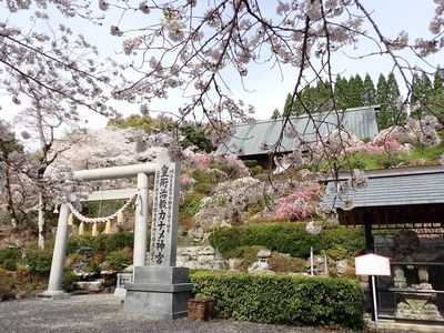 花の奥山高原 8枚目