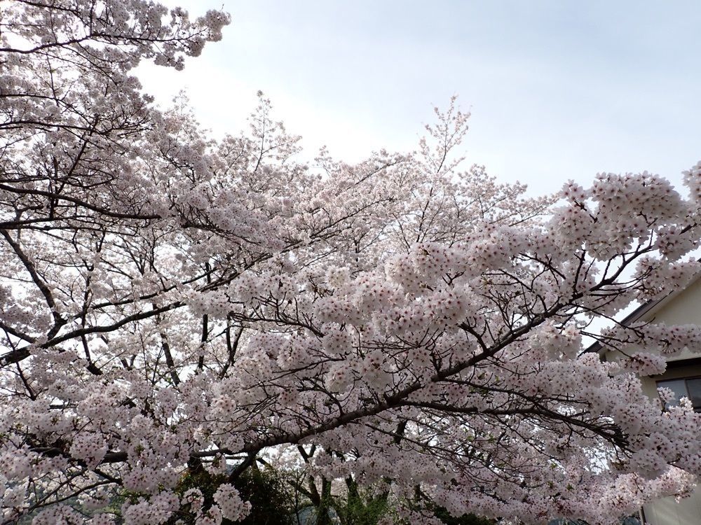 Howl Monさんが投稿した花の奥山高原に関する口コミの画像