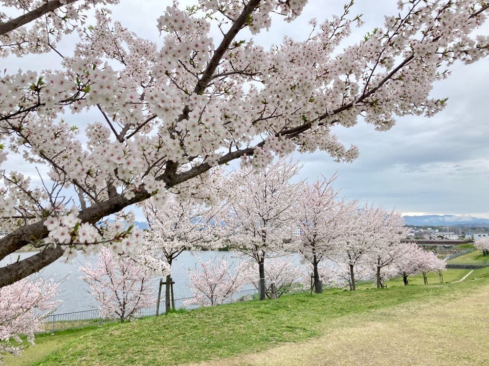 ハッシーさんが投稿した狭山池公園に関する口コミの画像