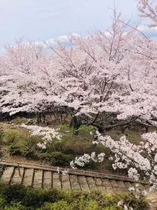 国営飛鳥歴史公園石舞台地区