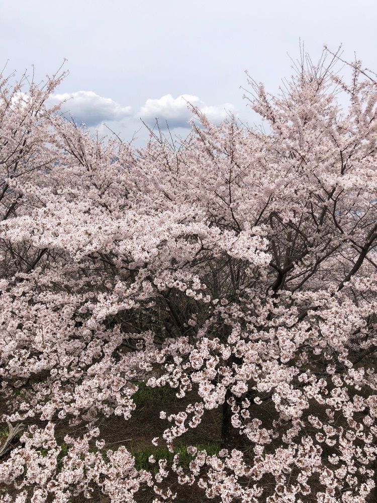 nicanさんが投稿した国営飛鳥歴史公園石舞台地区に関する口コミの画像