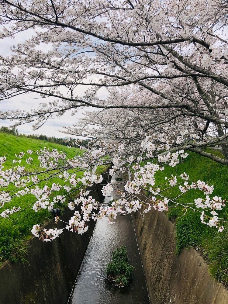nicanさんが投稿した国営飛鳥歴史公園石舞台地区に関する口コミの画像