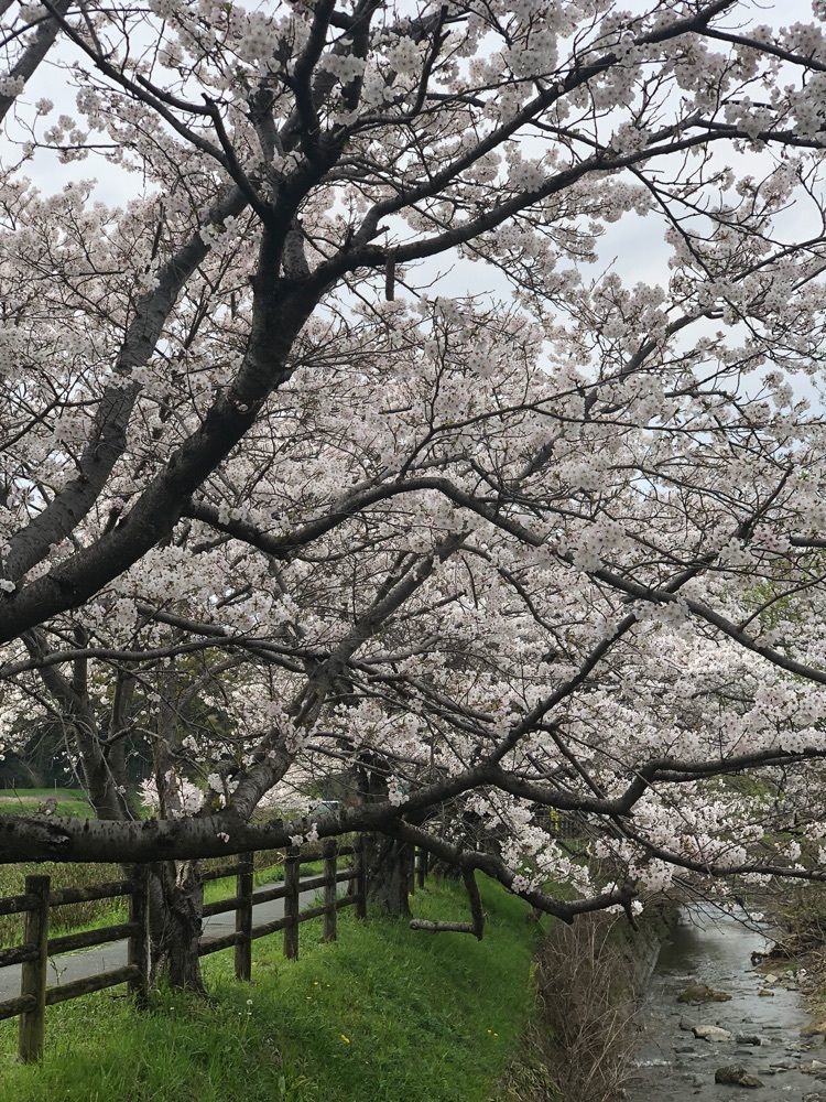 nicanさんが投稿した国営飛鳥歴史公園石舞台地区に関する口コミの画像