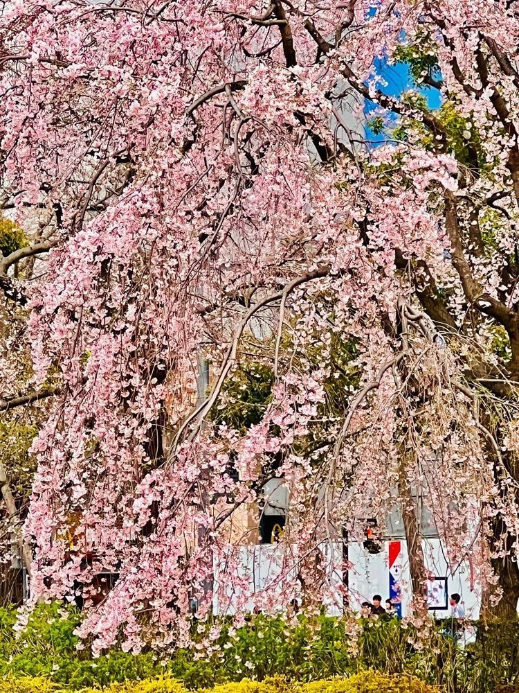 ビンカさんが投稿した横浜スパークリングトワイライト2019に関する口コミの画像