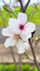 蓮田市駒崎コスモス畑