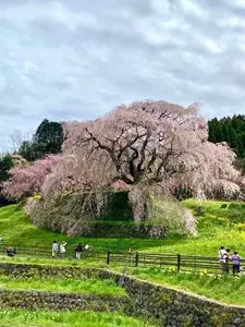本郷の瀧桜（又兵衛桜）