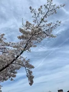 佐保川
