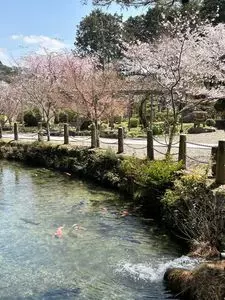 樽見の大桜