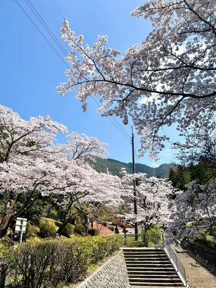 旅人さんが投稿した樽見の大桜に関する口コミの画像