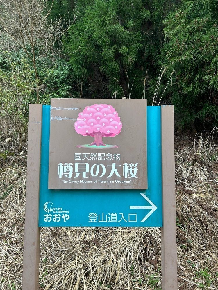旅人さんが投稿した樽見の大桜に関する口コミの画像