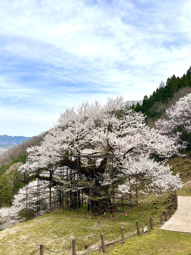 旅人さんが投稿した樽見の大桜に関する口コミの画像