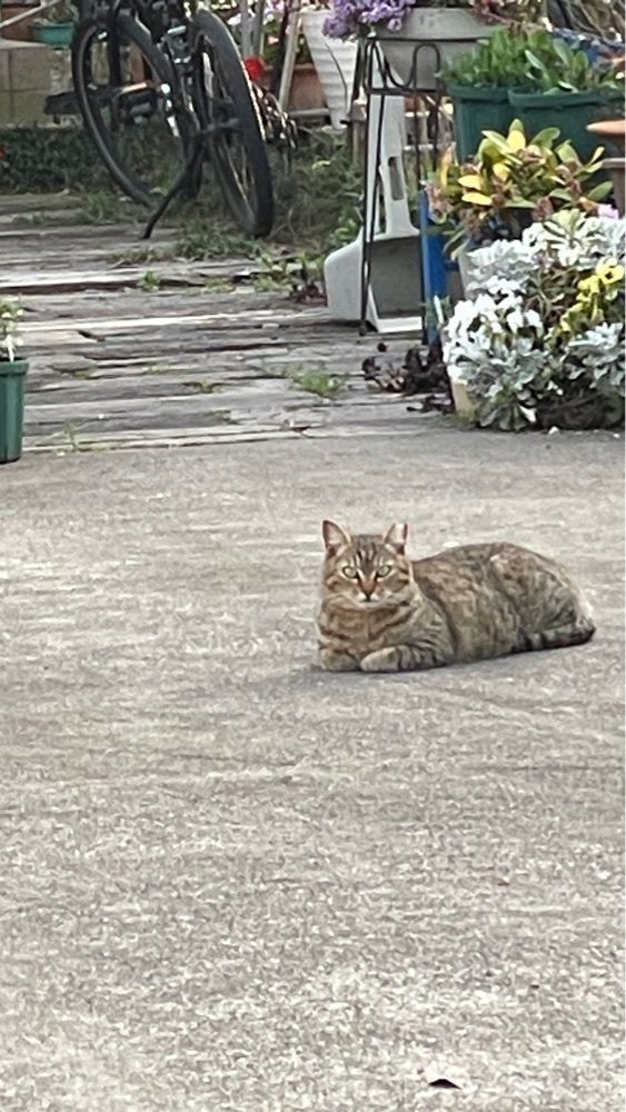 みぃさんが投稿した沙弥島に関する口コミの画像