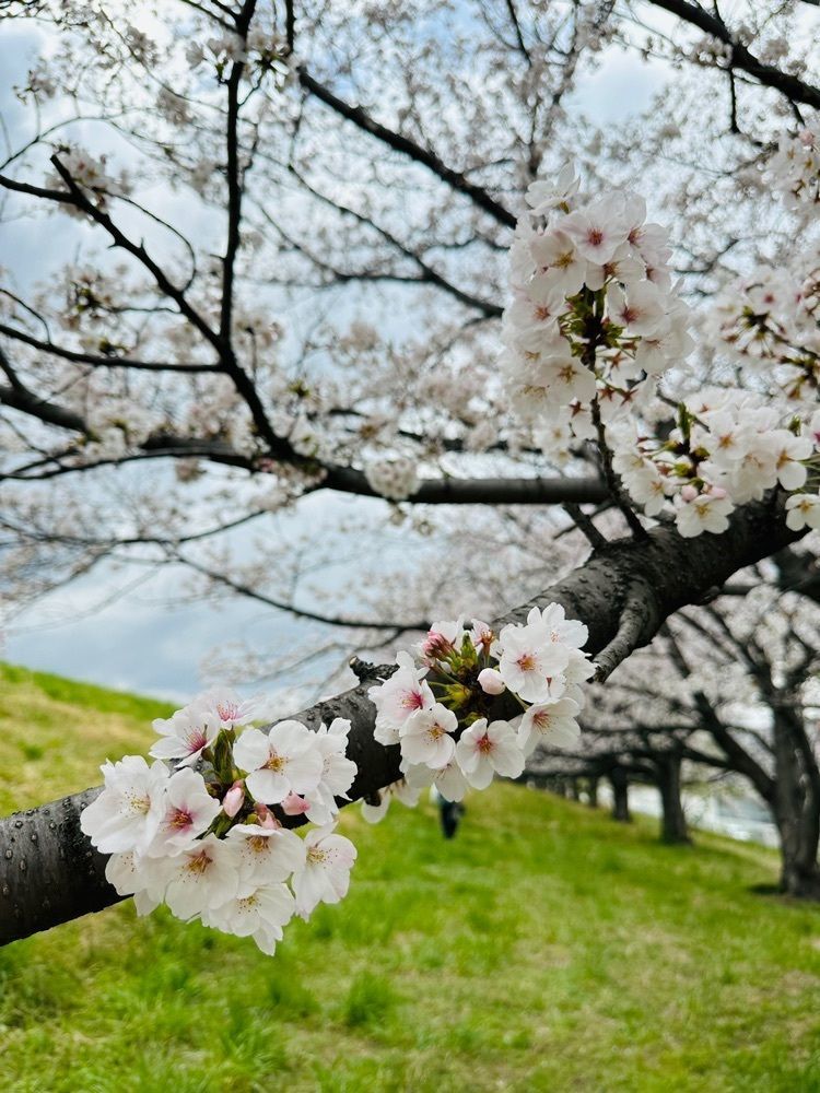 nico☺︎さんが投稿した戸田公園に関する口コミの画像
