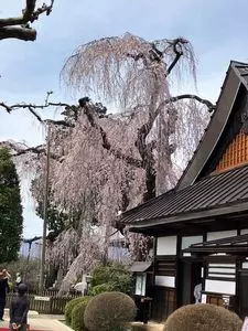 慈雲寺のイトザクラ