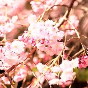 行屋川の桜