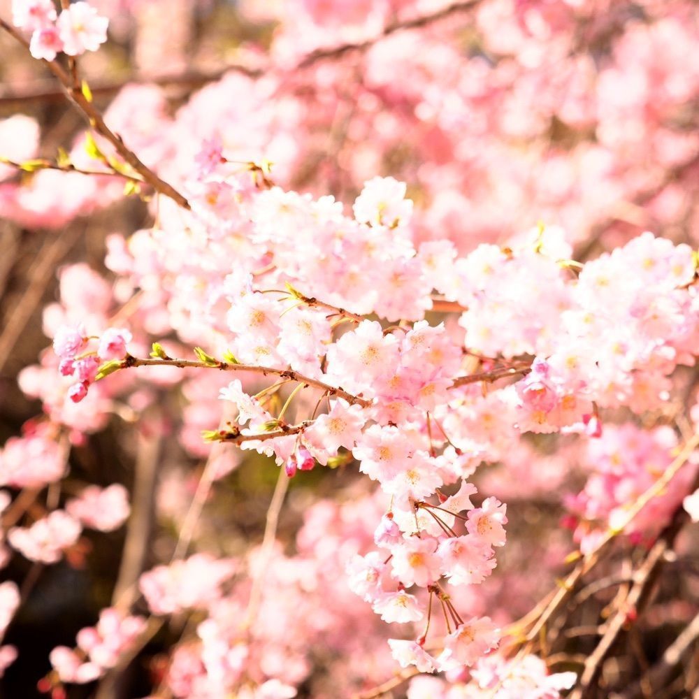 Shoさんが投稿した行屋川の桜に関する口コミの画像