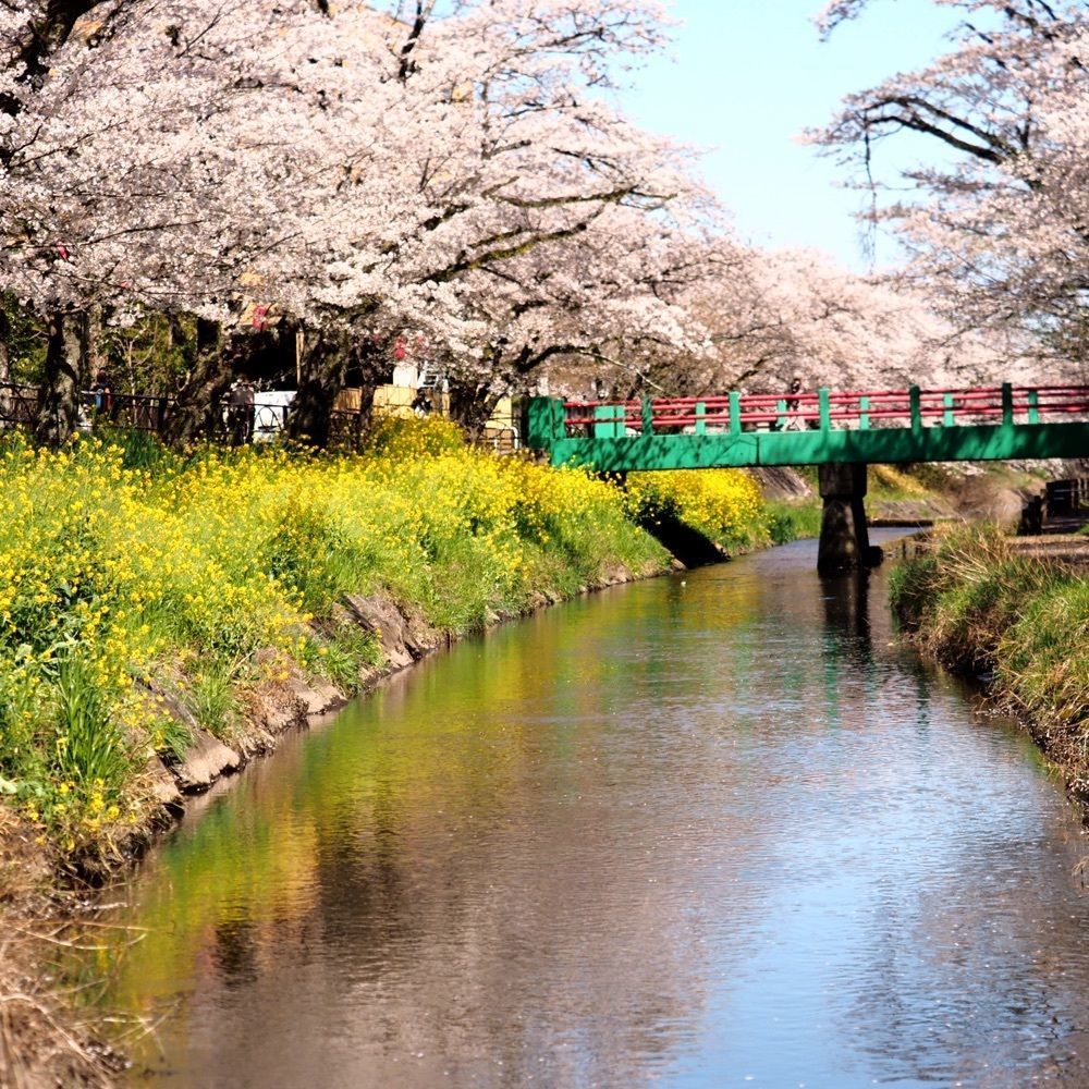 Shoさんが投稿した行屋川の桜に関する口コミの画像