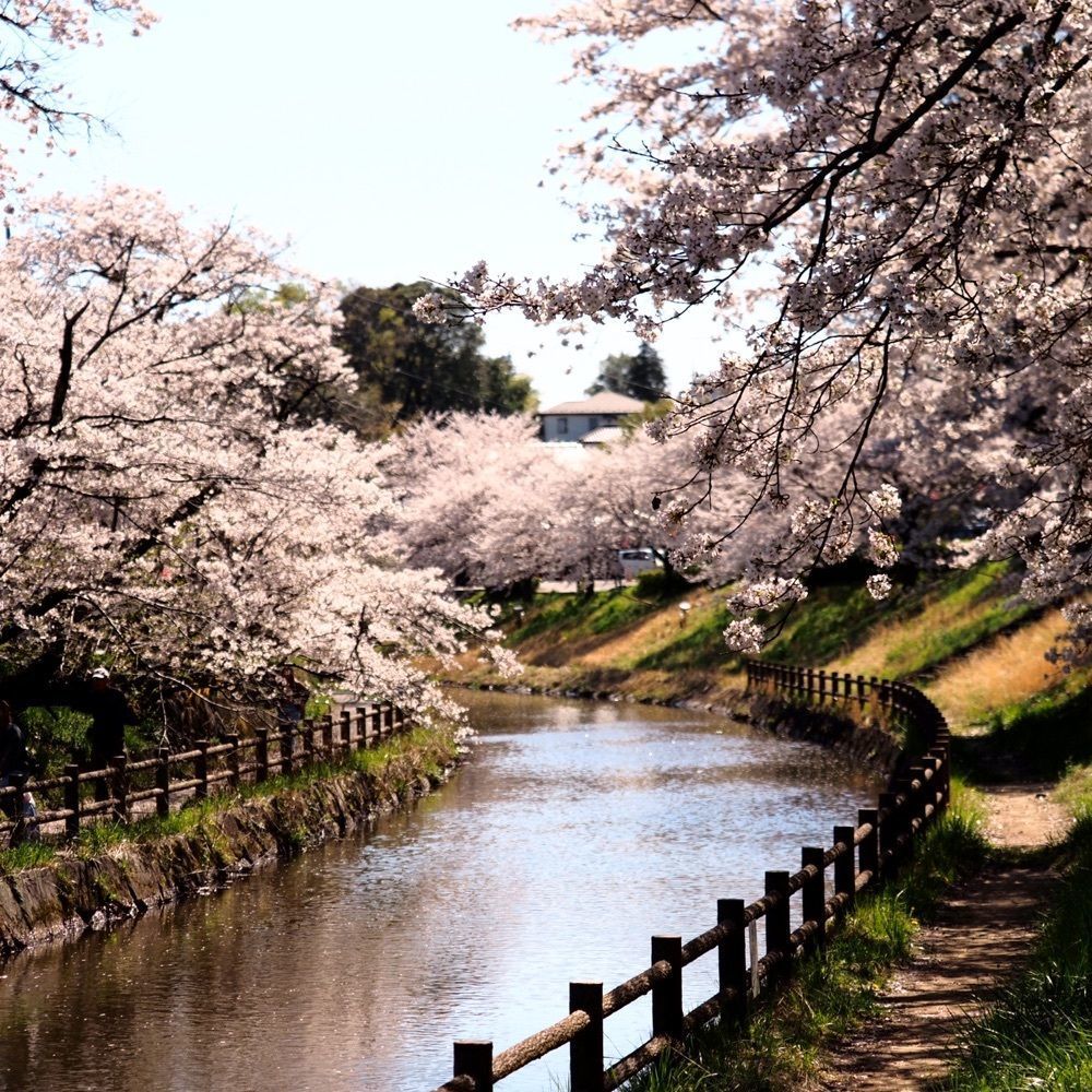 Shoさんが投稿した行屋川の桜に関する口コミの画像