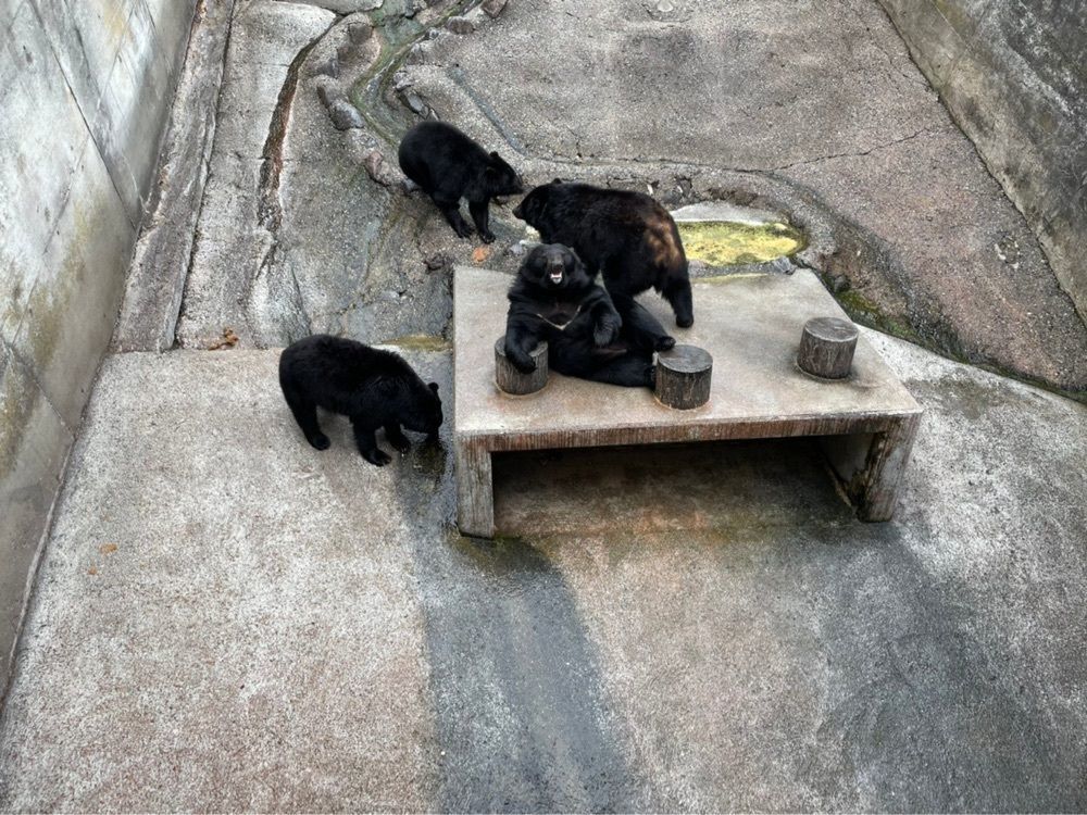 かよこさんが投稿した奥飛騨クマ牧場に関する口コミの画像