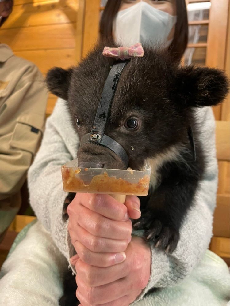 かよこさんが投稿した奥飛騨クマ牧場に関する口コミの画像