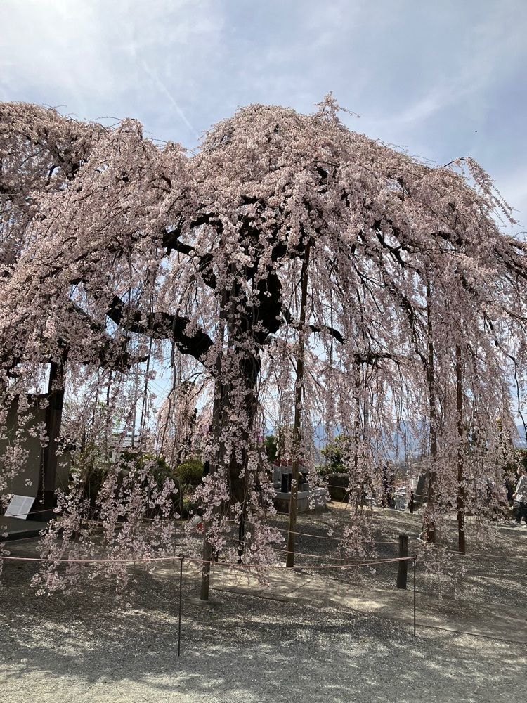 Nさんが投稿した周林寺に関する口コミの画像