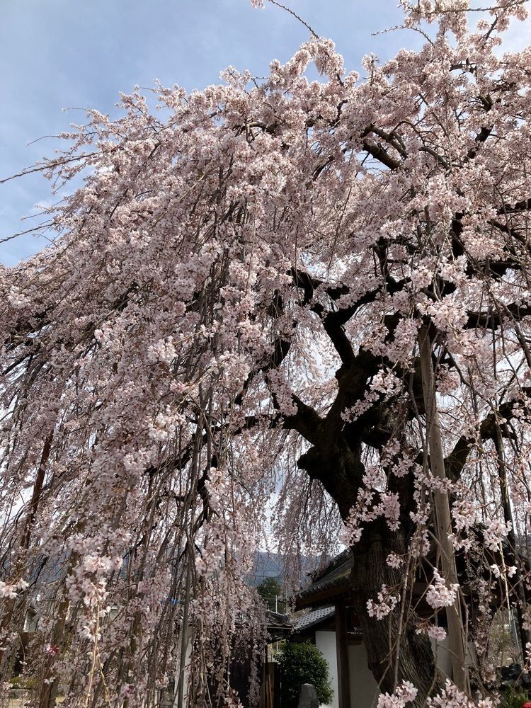 Nさんが投稿した周林寺に関する口コミの画像