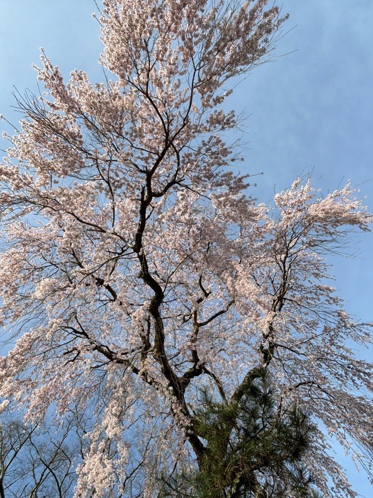 みーなさんが投稿したにしやに関する口コミの画像