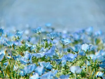 生駒高原のアイスランドポピー