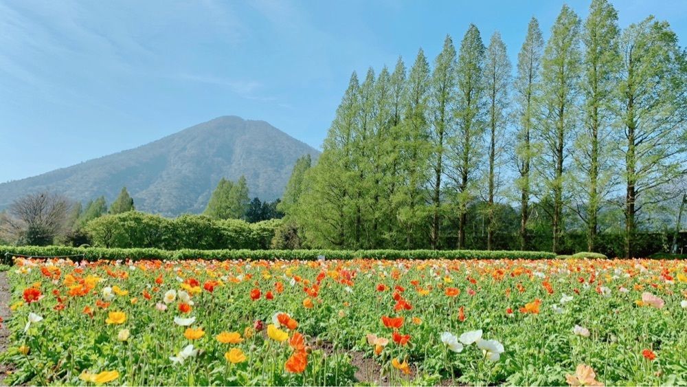 兎きちさんが投稿した生駒高原のアイスランドポピーに関する口コミの画像