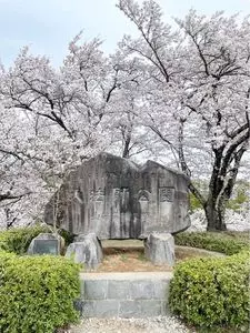 大法師公園の桜