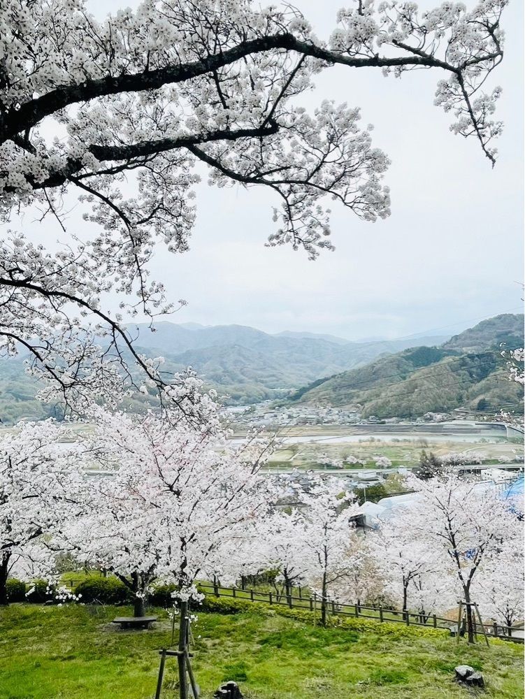 けんけんさんが投稿した大法師公園の桜に関する口コミの画像