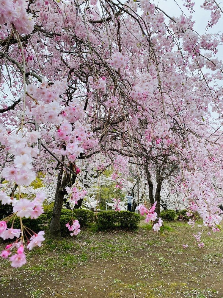 けんけんさんが投稿した大法師公園の桜に関する口コミの画像