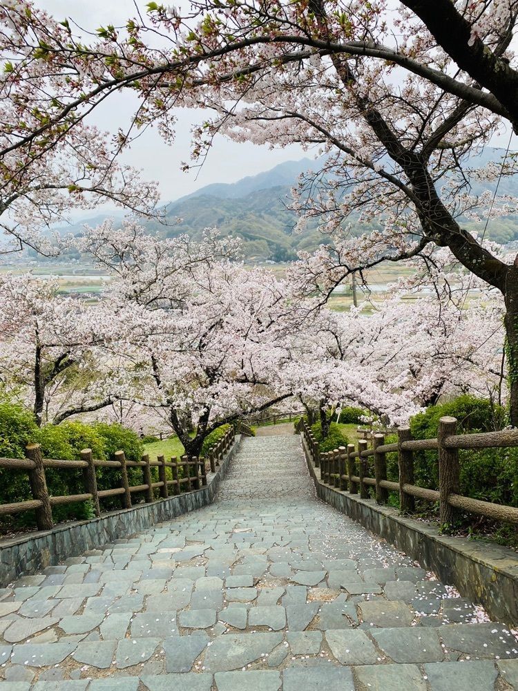 けんけんさんが投稿した大法師公園の桜に関する口コミの画像