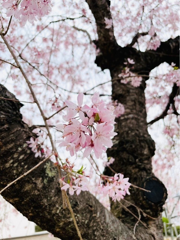 けんけんさんが投稿した大法師公園の桜に関する口コミの画像