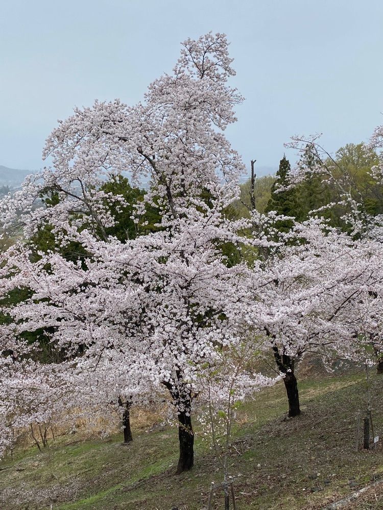 けんけんさんが投稿した大法師公園の桜に関する口コミの画像