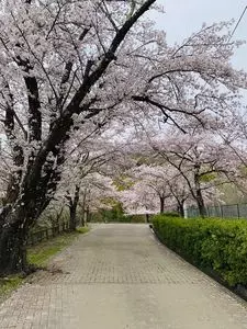 大法師公園の桜 3枚目
