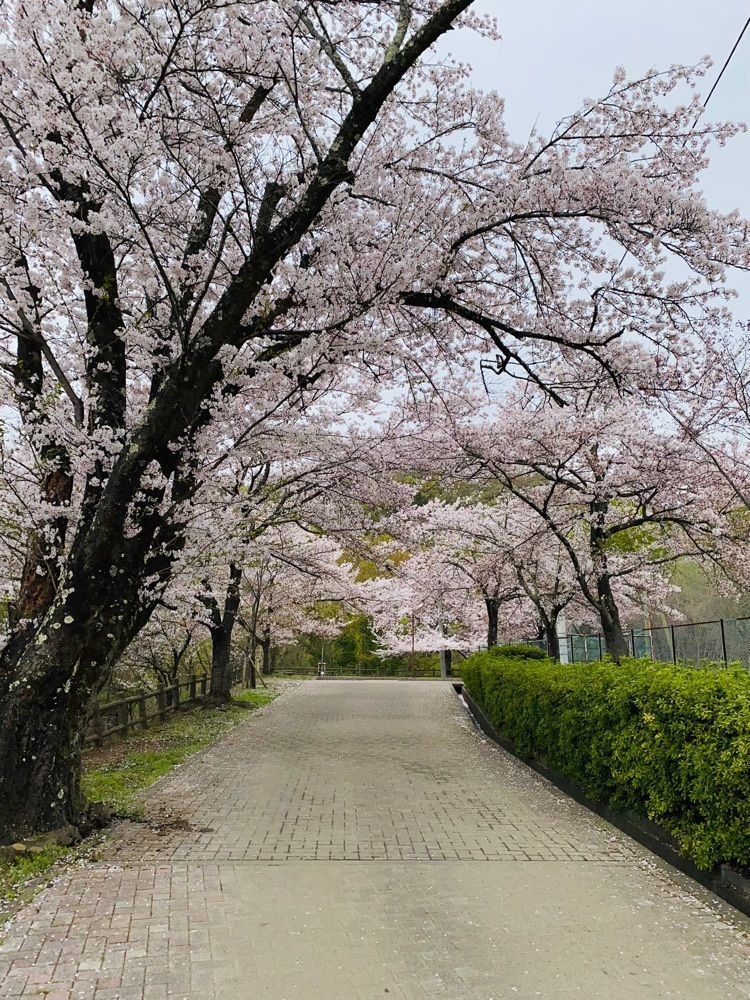 けんけんさんが投稿した大法師公園の桜に関する口コミの画像