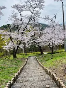 大法師公園の桜 2枚目