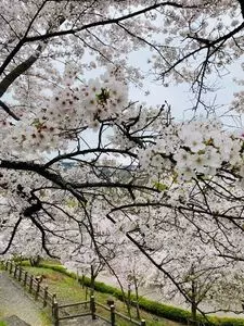 大法師公園の桜 1枚目