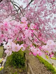 大法師公園