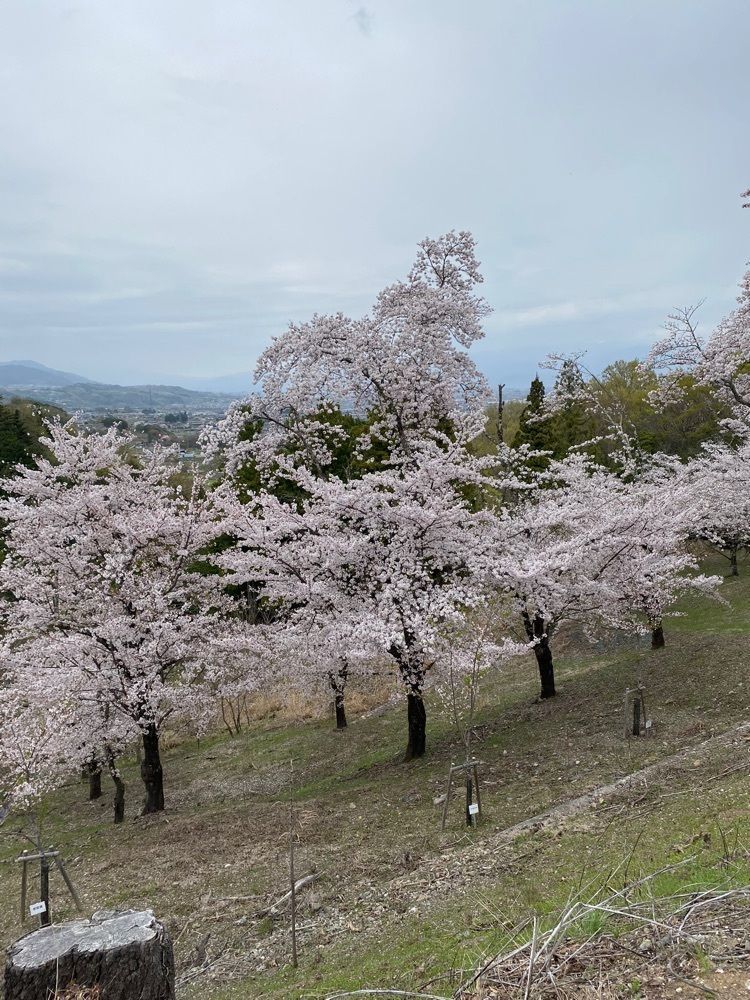 けんけんさんが投稿した大法師公園に関する口コミの画像