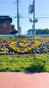 北越谷の桜