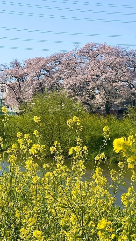 miiさんが投稿した北越谷の桜に関する口コミの画像