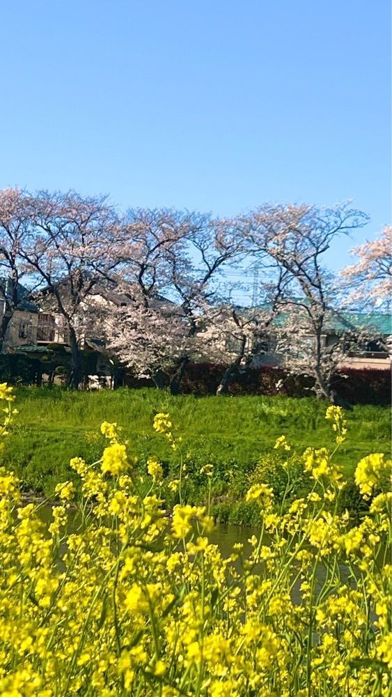 miiさんが投稿した北越谷の桜に関する口コミの画像