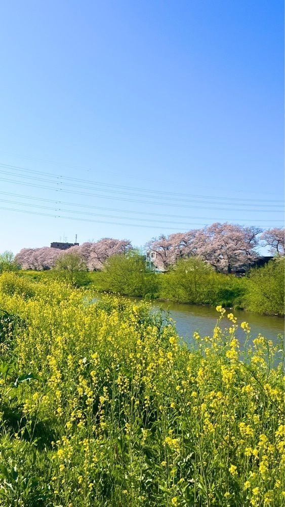 miiさんが投稿した北越谷の桜に関する口コミの画像