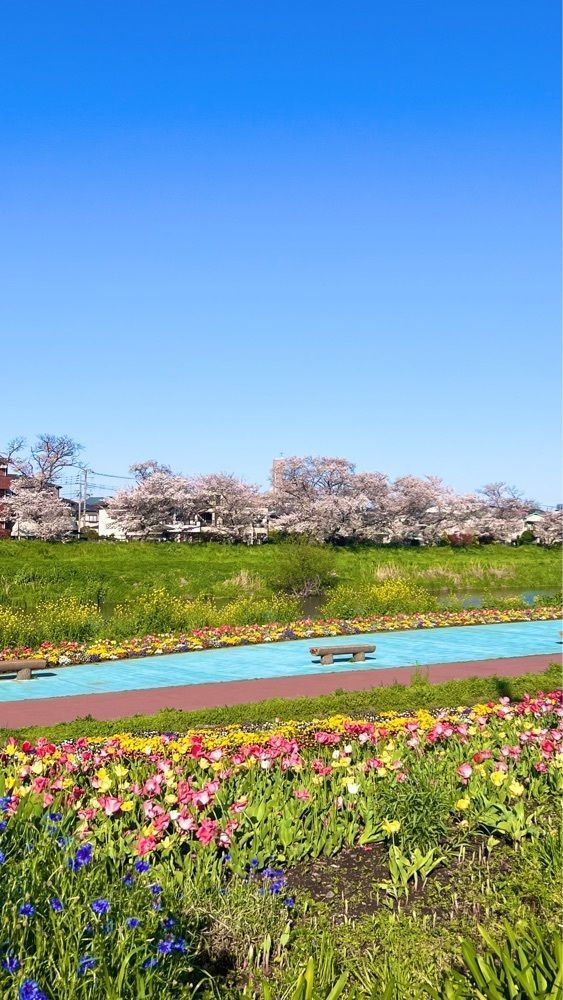 miiさんが投稿した北越谷の桜に関する口コミの画像