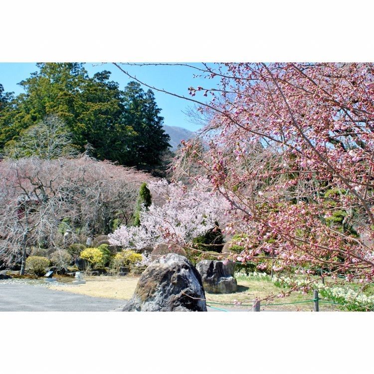 neco-meさんが投稿した光前寺しだれ桜に関する口コミの画像